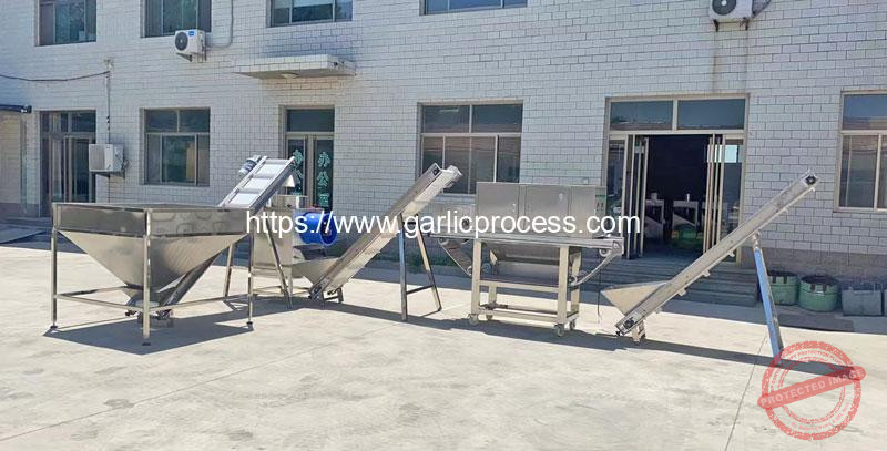 Automatic-Garlic-Breaking-Peeling-Machine-for-Italy
